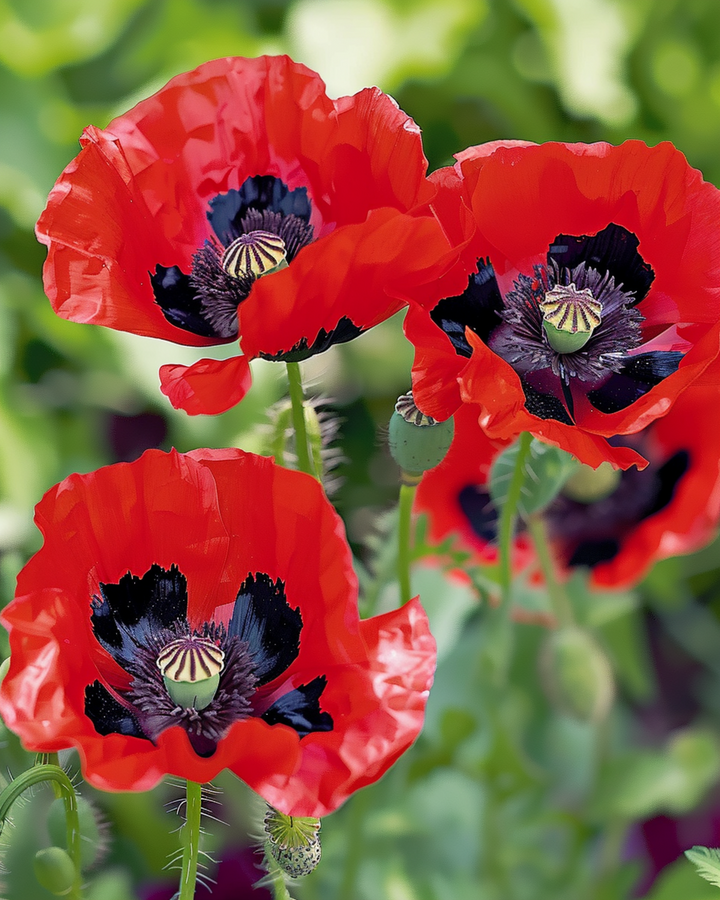Poppy Lady Bird seeds (Papaver commutatum) – annual flower