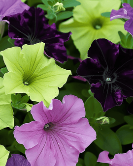 Petunia Seeds Sophistica Mixed Annual Petunia Grandiflora