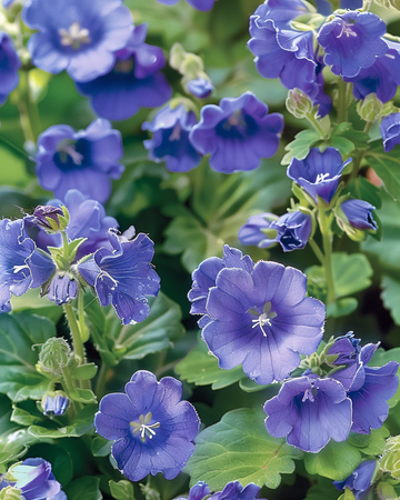 California Bluebell seeds (Phacelia campanularia) – annual flower