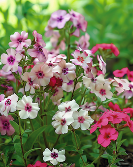 Phlox Cherry Caramel Seeds Phlox Drummondii Annual Flower