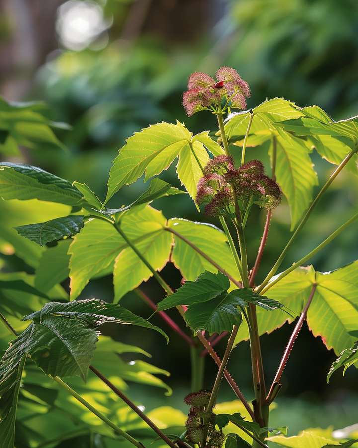 Wonderboom Fast Growing seeds (Ricinus communis) – annual flower