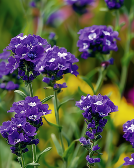 Sea Lavender Seeds Fortune Dark Blue Limonium Sinuatum Annual