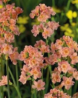 Sea Lavender Seeds Limonium Sinuatum Apricot Shades Annual