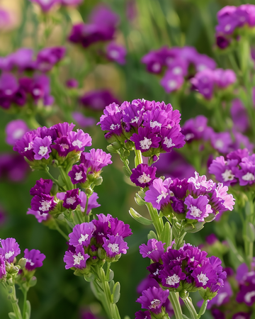 Sea Lavender Purple Attraction seeds (Limonium sinuatum) – annual flower
