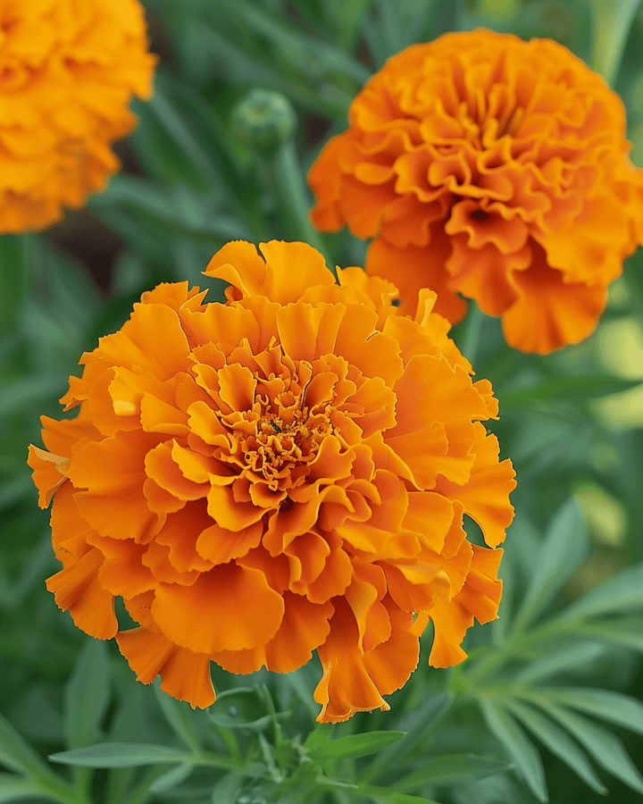 African Marigold Hawaii seeds (Tagetes erecta) – annual flower