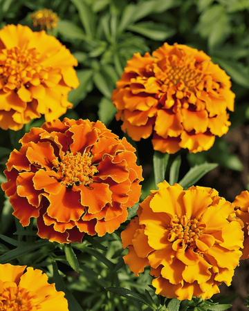 French Marigold Bolero seeds (Tagetes patula) – annual flower