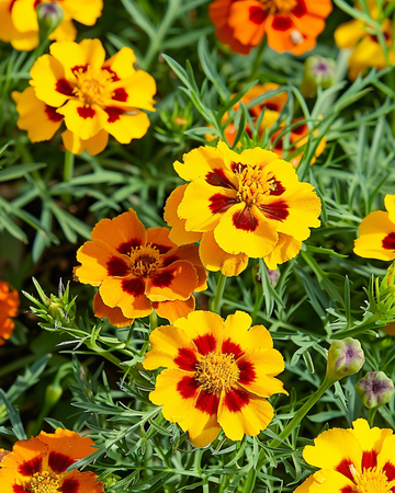 French Marigold Starfire 35 Cm seeds (Tagetes tenuifolia) – annual flower
