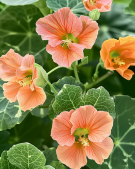 Nasturtium Seeds Alaska Salmon Annual Tropaeolum Majus
