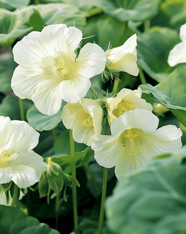 Nasturtium Milkmaid Seeds Tropaeolum Majus Annual Climber Flower