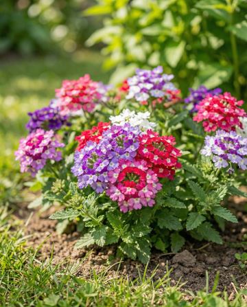 Colours Compact (Verbena hybrida) – annual mix seeds from SeedsChoice