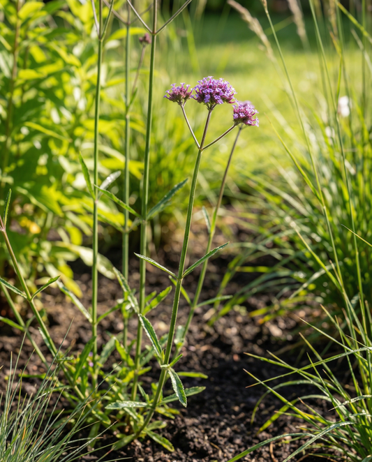 Purpletopp Vervain (Verbena bonariensis) – annual flower seeds from SeedsChoice