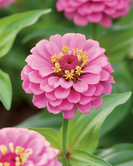 Zinnia Lilliput Rose Gem Seeds Zinnia Elegans Annual