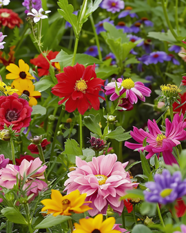 Cut Flowers Mixture Seeds Annual Mix 60 To 80 Cm