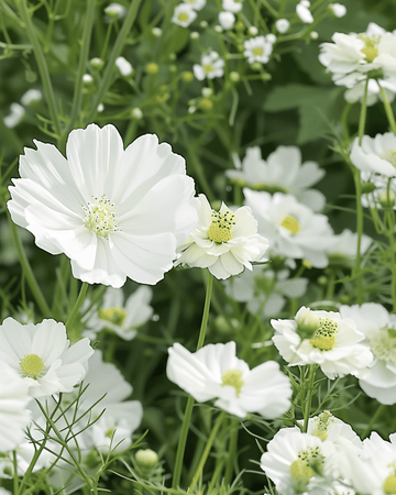 White Summer Mix Blend seeds – annual flower