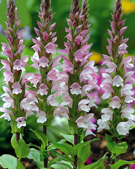 Bear's Breeches Seeds Acanthus Mollis Perennial Flower