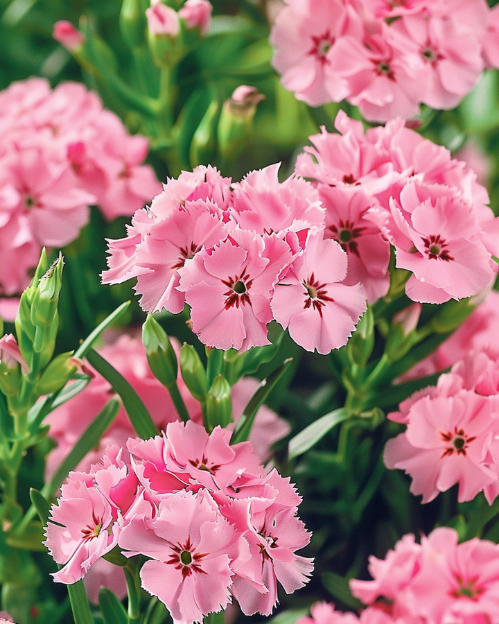 Sweet William Pink Beauty seeds (Dianthus barbatus) – biennial flower