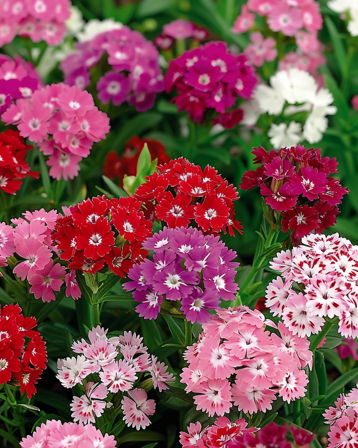 Sweet William Mixed Double Flowering seeds (Dianthus barbatus) – biennial flower