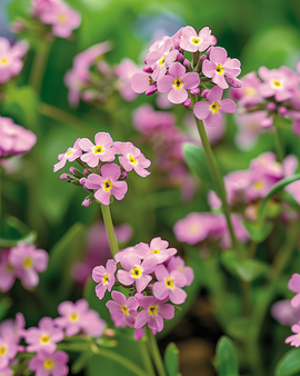 Forget Me Not Seeds Victoria Pink Myosotis Alpestris Biennial Flower