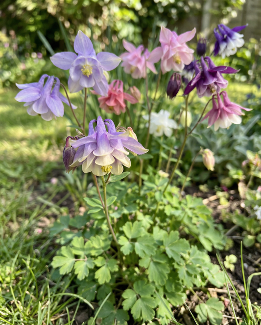 Columbine Mrs Scott Elliott (Aquilegia vulgaris) – perennial seeds from SeedsChoice