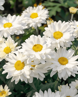 Shasta Daisy Seeds Silver Princess Chrysanthemum Maximum Perennial