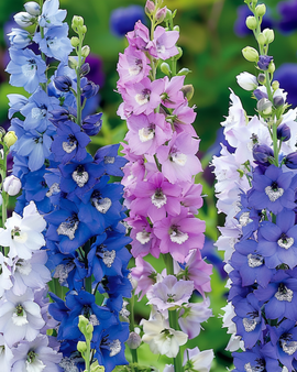 Larkspur Seeds Delphinium Cultorum Giant Pacific Mixed Perennial