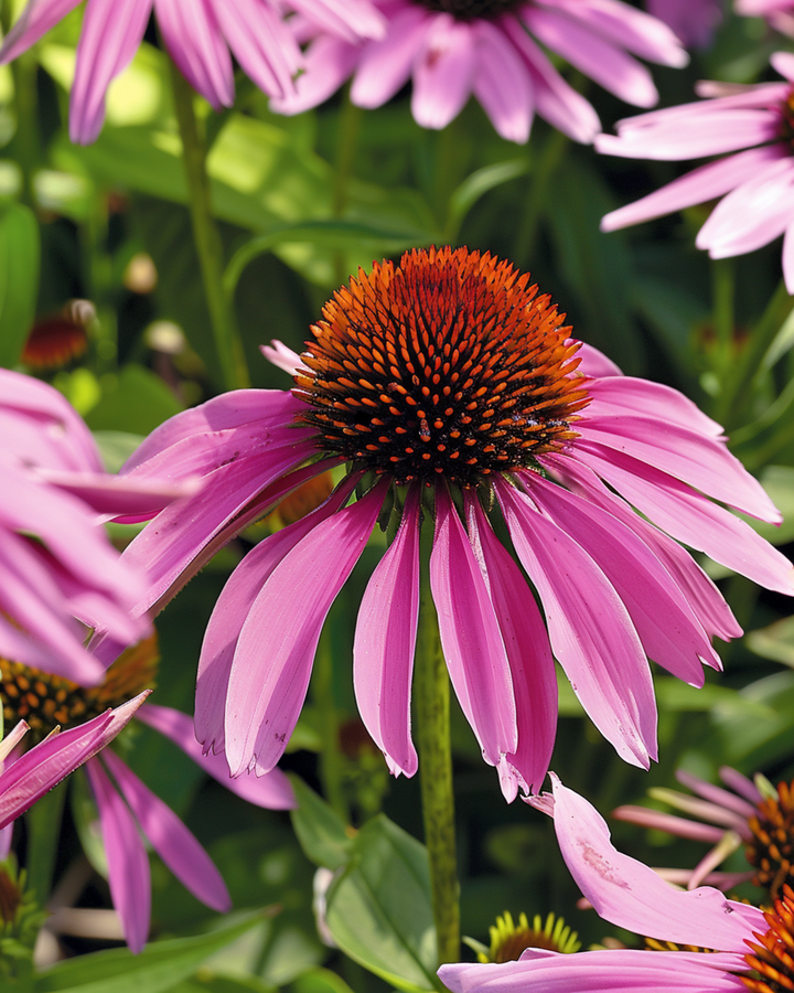 Purple Coneflower seeds (Echinacea purpurea) – perennial flower