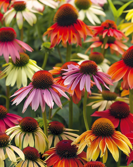 Coneflower Seeds Cheyenne Spirit Echinacea Hybrida Perennial Mix