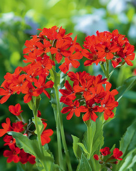 Lychnis Seeds Lychnis Chalcedonica Perennial Flower