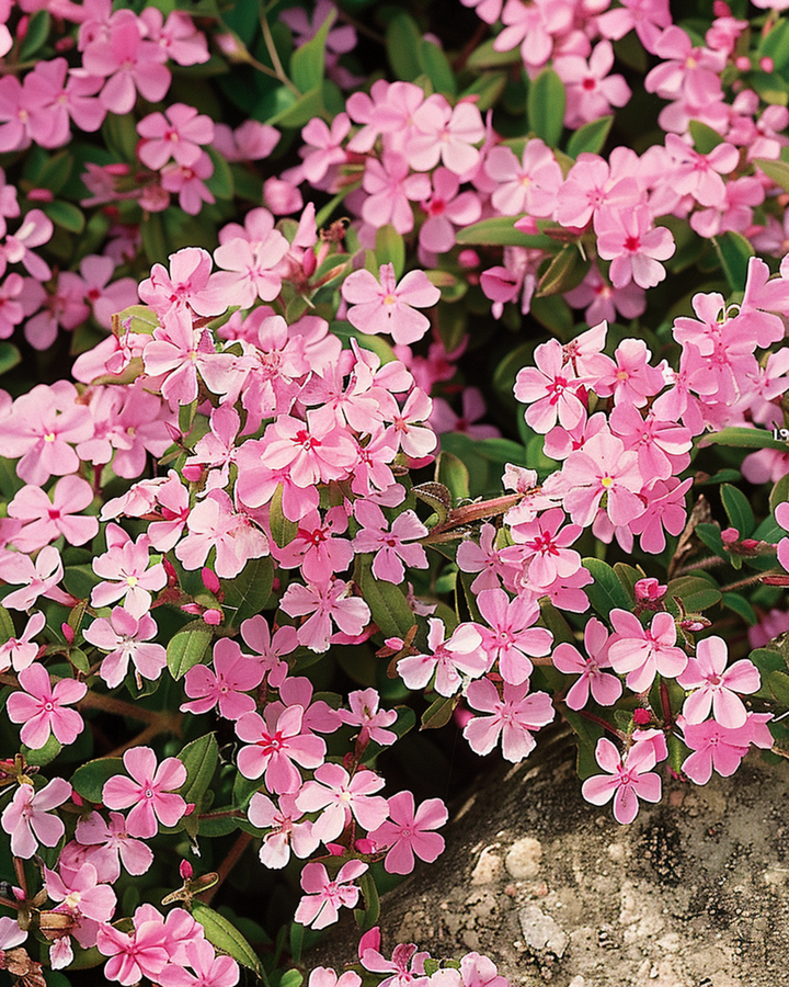 Rock Soapwort seeds (Saponaria ocymoides) – perennial flower