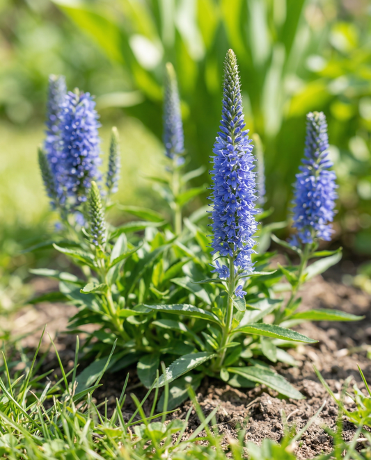 Speedwell Blue Bouquet (Veronica spicata) – perennial flower seeds from SeedsChoice