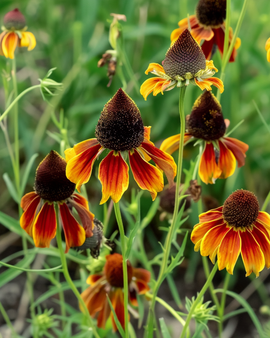 Mexican Hat Plant Seeds Ratibida Columnifera Annual Flower