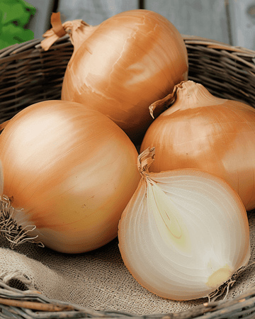Onion Rijnsburger 5 seeds (Allium cepa) – annual vegetable