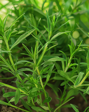 Summer Savory seeds (Satureja hortensis) – annual herb