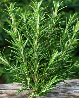 Rosemary Seeds Rosmarinus Officinalis Perennial Herb