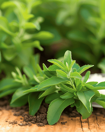 Sugarleaf seeds (Stevia rebaudiana) – perennial herb
