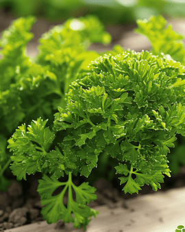 Parsley Seeds Bravour Petroselinum Crispum Biennial Herb