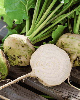 White Beetroot Seeds Albina Vereduna Beta Vulgaris Annual Vegetable