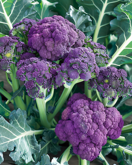 Broccoli Summer Purple Seeds Brassica Oleracea Annual Variety