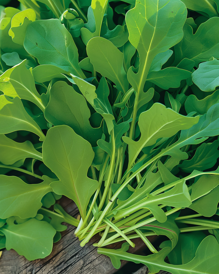 Rocket Salad seeds (Eruca sativa) – annual vegetable