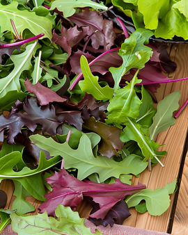 Babyleaf Lettuce Seeds Lactuca Sativa Annual Mixture