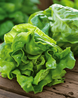 Little Gem Lettuce Seeds Lactuca Sativa Annual Variety