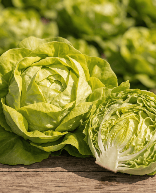Lettuce Appia Butterhead (Lactuca sativa) – annual vegetable seeds from SeedsChoice