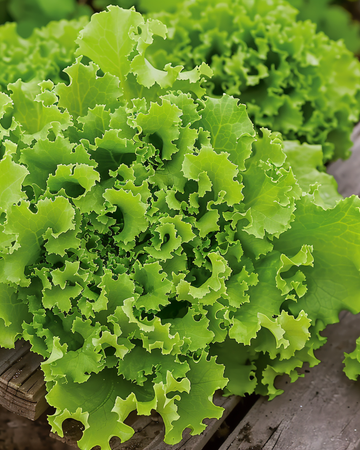 Lollo Bionda Lettuce seeds (Lactuca sativa) – annual vegetable