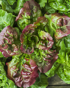 Leaf Lettuce Seeds Lactuca Sativa Amerikaanse Roodrand Annual