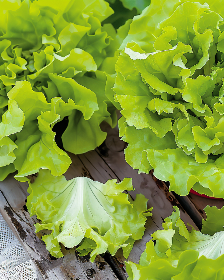 Leaf Lettuce Australische Gele seeds (Lactuca sativa) – annual vegetable