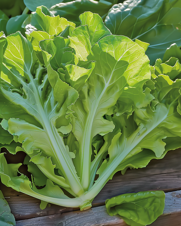 Leaf Lettuce Witte Dunsel seeds (Lactuca sativa) – annual vegetable