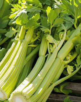 Celery Seeds Golden Self Blanching Apium Graveolens Annual