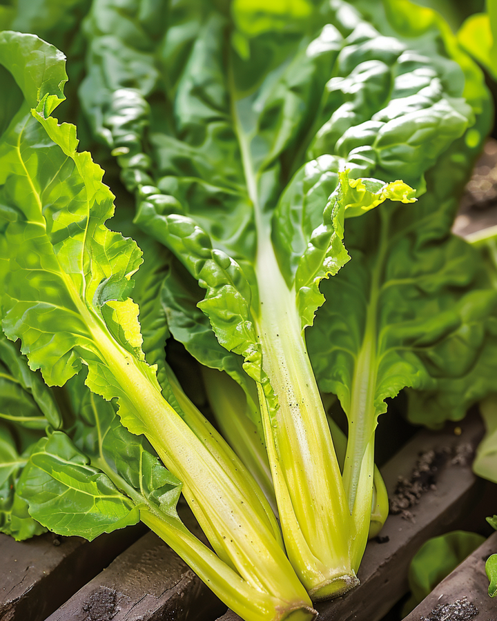 Swiss Chard Lucullus seeds (Beta vulgaris) – annual vegetable