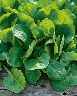 Spinach Seeds Spinacia Oleracea Annual Variety Breedblad Scherpzaad