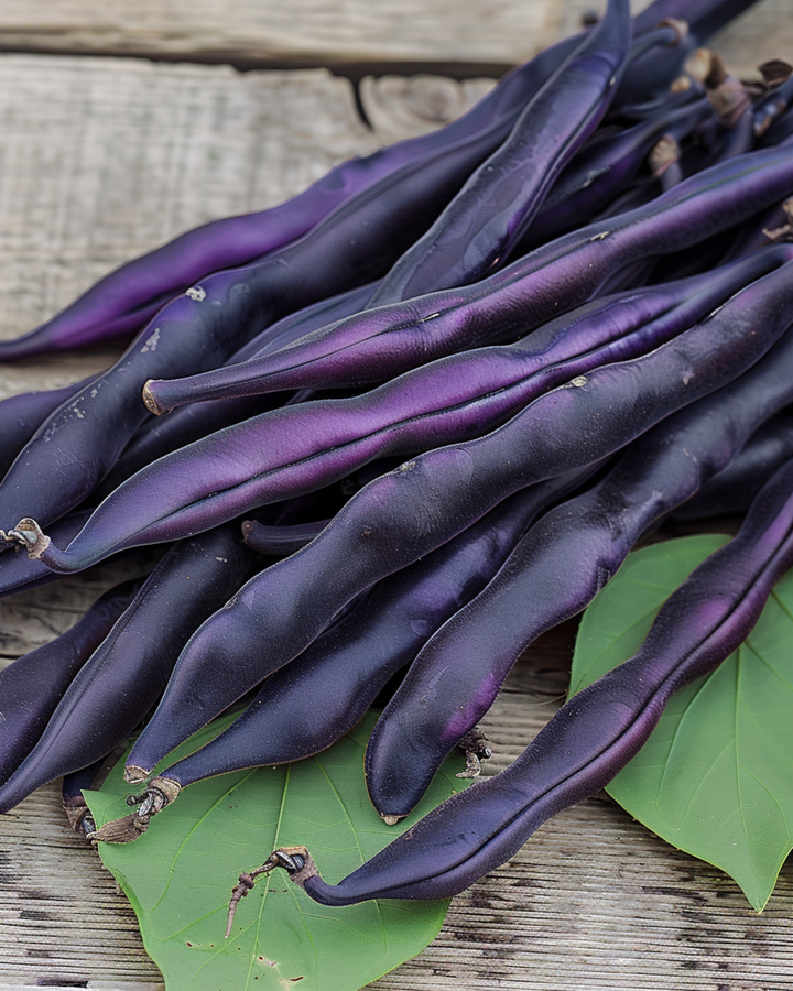 Pole Bean Blauhilde seeds (Phaseolus vulgaris) – annual vegetable